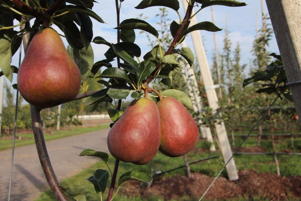 J.E. de Ruiter Fruitteelt